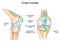 Knee bursae. Frontal and side view of human knee joint