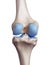 The knee cartilage