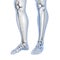 Knee and foot anatomy, close-up view, 3D illustration showing patella, femur, fibula, and tibia bones