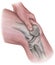 Knee - Hand Pressing on Muscles & Bones