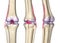 Knee joint anatomy