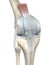 Knee joint anatomy, menisci and ligaments, medically 3D illustration