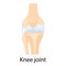 Knee joint isolated vector illustration, flat design. Ligaments of the knee. Anterior and Posterior cruciate ligaments, Patellar