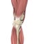 Knee Joint Muscle Anatomy