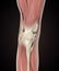 Knee Joint Muscle Anatomy