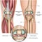 Knee and meniscus anatomy medical  illustration isolated on white background
