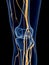 The knee nerves