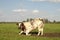 Kneeling beef cow or rising up beef cow, brown spotted, in a meadow and sky with clouds.