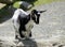 Kneeling Black & White Kid Goat