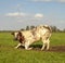 Kneeling cow with thick buttocks, cow stands up, looking surprised.