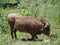 Kneeling Warthog