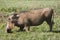 Kneeling Warthog