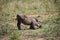 Kneeling Warthog, South Africa