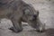 Kneeling warthog in Uganda