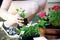 Kneeling woman plants a pink flower