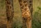 Knees of a Giraffe at the woodland of the Hluhluwe iMfolozi Park