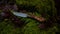 A knife in a wooded setting