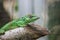 Knight anole