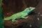 Knight anole Anolis equestris