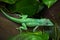 Knight anole & x28;Anolis equestris& x29;