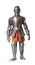 Knight armour suit