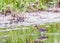 Knight gambette common redshank bird, tringa totanus, looking fo