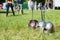 Knightly helmets lie on the grass against the background of sword-fighting people
