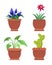 Knights-Star Muscari Flower Vector Illustration