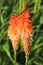 Kniphofia Alcazar Red Hot Poker Tall flowering perennial