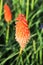 Kniphofia Alcazar Red Hot Poker Tall flowering perennial