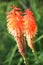 Kniphofia Alcazar Red Hot Poker Tall flowering perennial