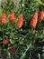 Kniphofia, also called tritoma or red hot poker, torch lily, knofflers or poker plant