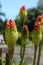 Kniphofia Elegans Multicolor. Kyoto Botanical Garden. Japan