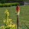 Kniphofia flower