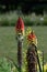 Kniphofia flower