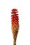 Kniphofia flower or Tritoma or Red Hot Poker