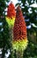 Kniphofia hirsuta also called tritoma, red hot poker, torch lily, knofflers, traffic lights or poker plant
