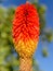 Kniphofia Linearifolia Flower and Blurry Background