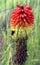 Kniphofia nicknamed Devil`s Shield