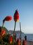 Kniphofia Red Hot Poker flowers in bloom by the seaside on a sunny day