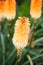 Kniphofia triangularis (Dwarf Red Hot Poker) - beautiful flowers