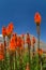 Kniphofia tritoma flowers in Colca valley