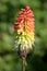 Kniphofia or Tritoma plant with spike of upright brightly coloured flowers in shades of red orange and yellow well above the
