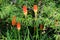 Kniphofia or Tritoma plants with spikes of upright brightly coloured flowers in shades of red orange and yellow above the foliage