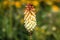 Kniphofia / tritoma or red hot poker or torch lily