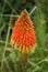 Kniphofia. tritoma, red hot poker, torch lily, knofflers