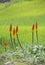 Kniphofia uvaria flowers