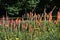 Kniphofia Uvaria flowers in the garden.