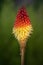 Kniphofia uvaria or poker plant