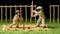 Knit Cricket: A Playful Fusion Of Classical Genre Scenes And Traditional Craftsmanship